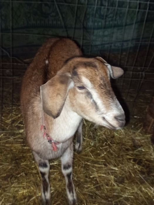 Vând două capre tinere anglo nubiene