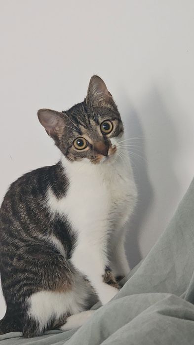 Pisica 10-11 luni spre adoptie