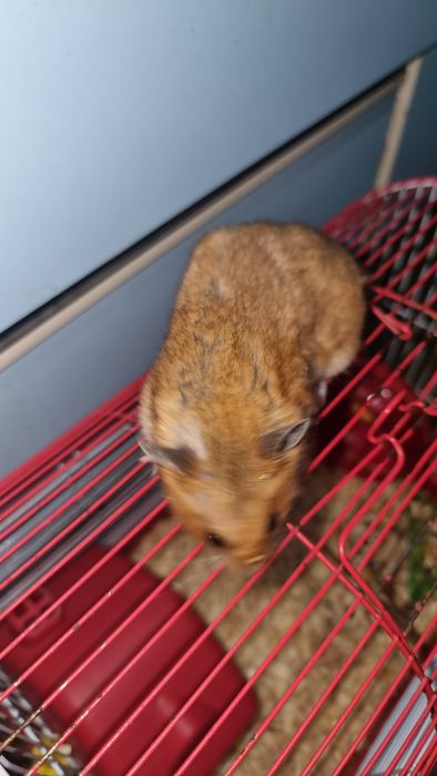 Милые  сирийские хомячки,  домашние.