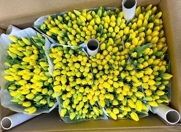 Голландские тюльпаны