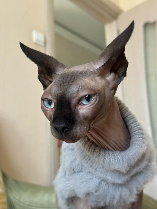 Канадски Сфинкс на 9 месеца много добър и възпитан