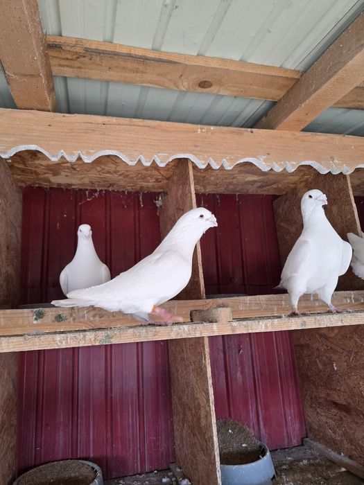 Voiajori standard albi