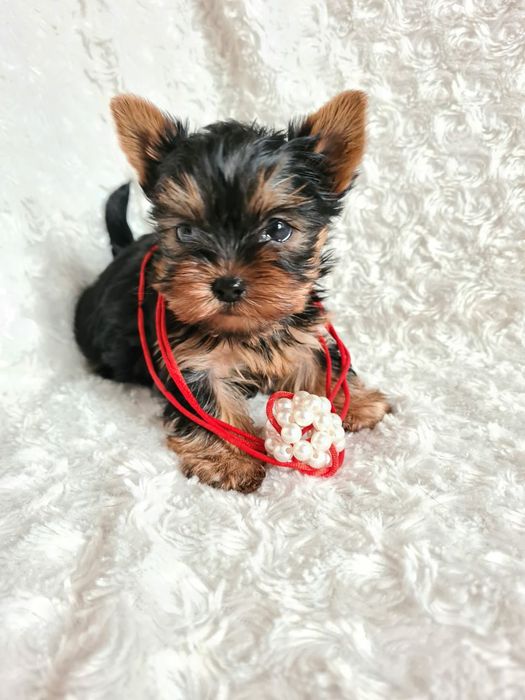 Продам щенков Йорка