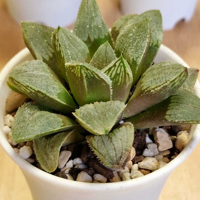 Хавортии, суккуленты