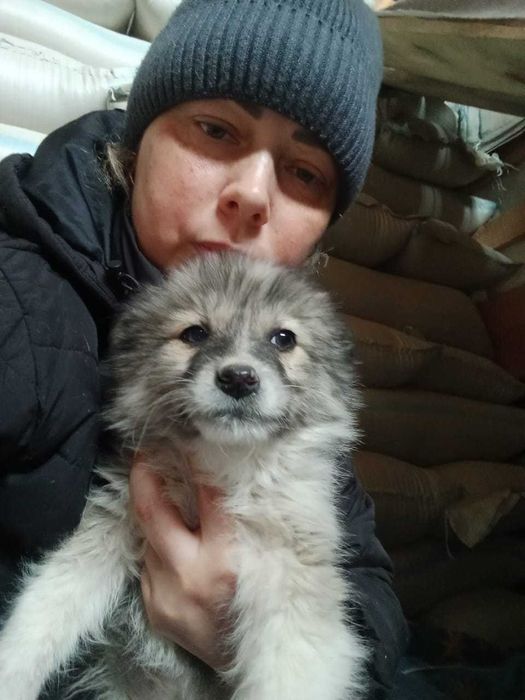 Щенки ищут дом..