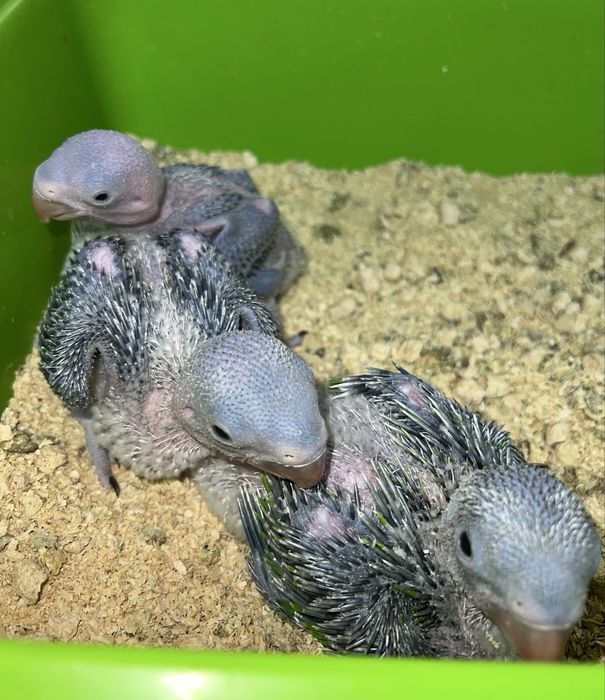 Продам Александрийских попугае выкормыши