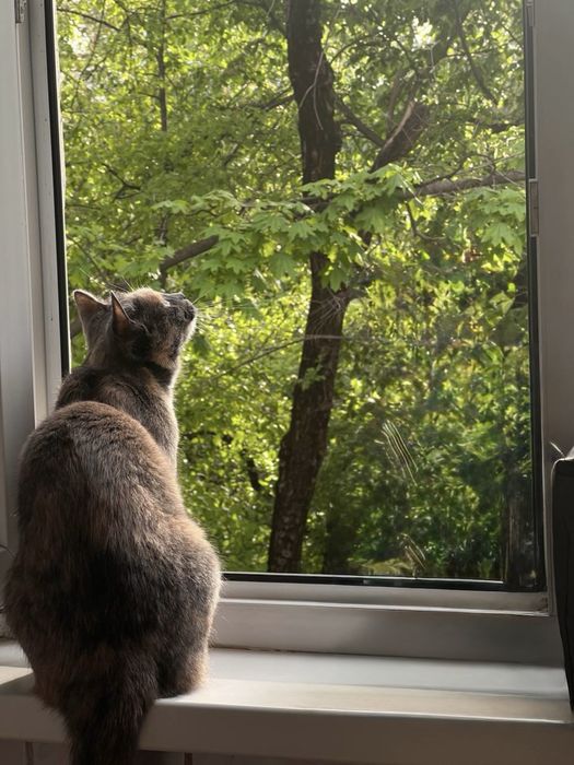 Кошечка трехцветная
