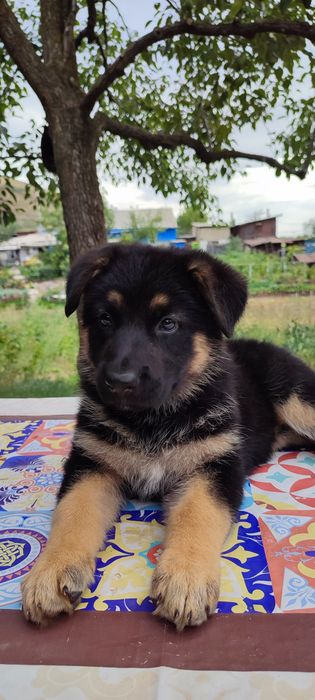 Немецкая овчарка