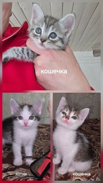 Отдам котят в добрые руки
