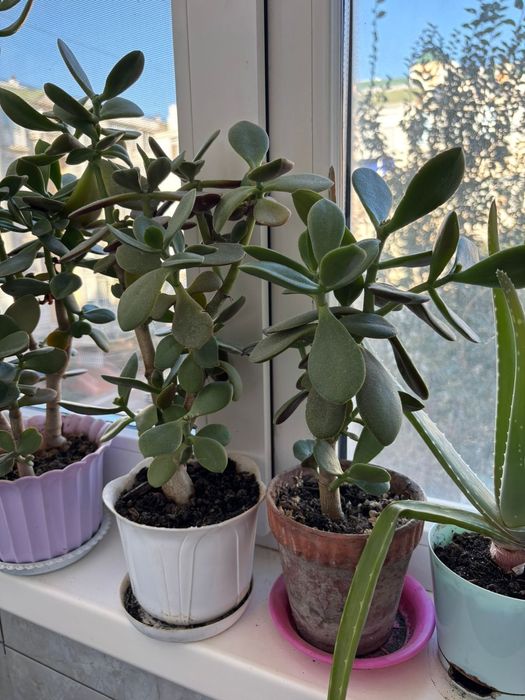 Продаются  денежные деревья толстянка