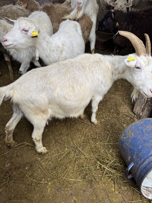 Продам зааненскую козу