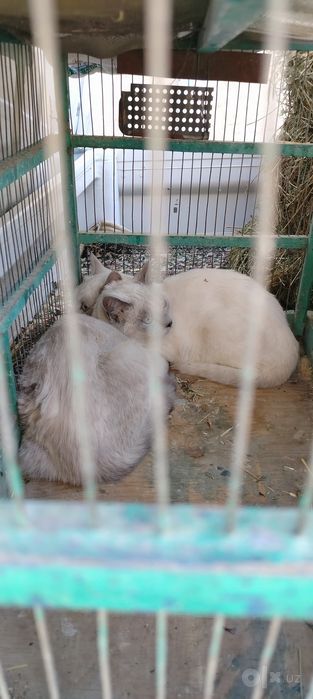 Продам Шотландских котят