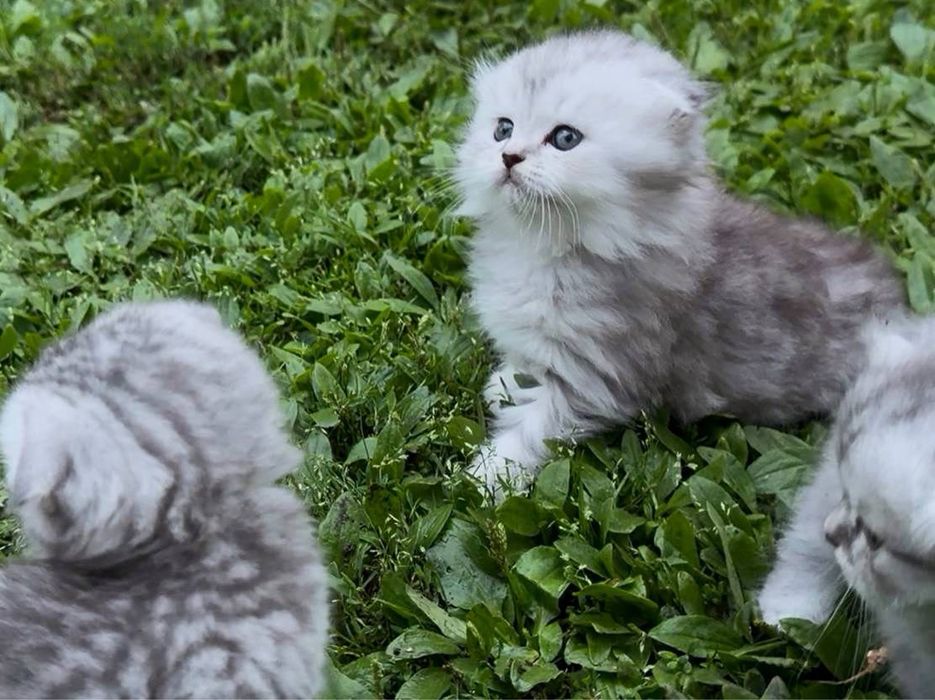 Шотланские котята
