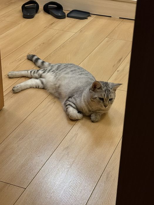 Отдам кота в добрые руки срочно