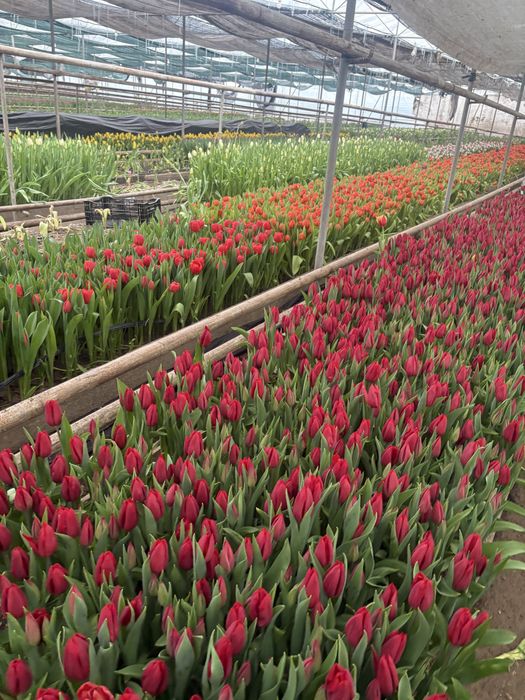 Голанские тюльпаны