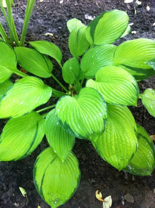 хосты -многолетние растения более 10 сортов