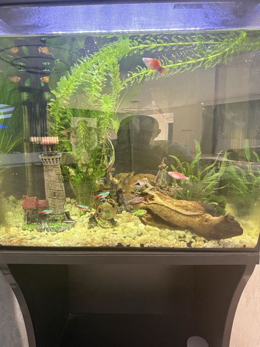 Acvariu Fluval si suport