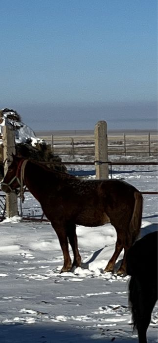 Продам молодого жеребца, айгыра