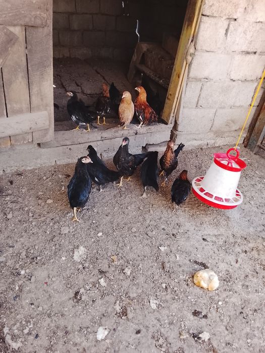 Vând găinușe și cocoșei pitici