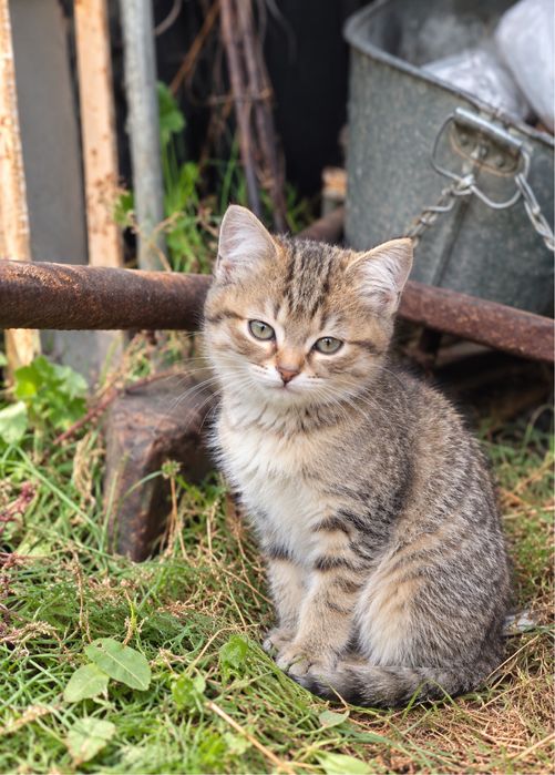 Отдам котят в добрые руки