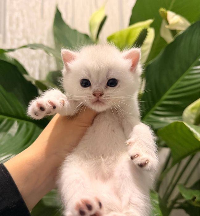 На продаже элитнык котятки