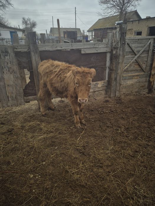 Продам телят бұзау сатам