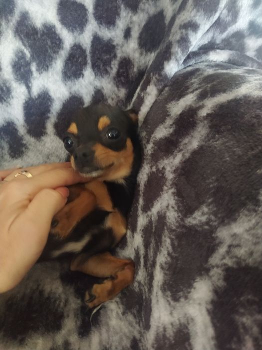 Вязка кобеля мини чихуахуа