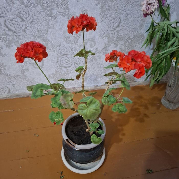 Герань   розовая   .