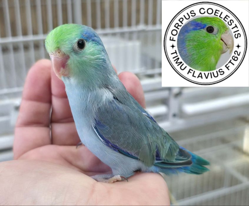 Forpus coelestis