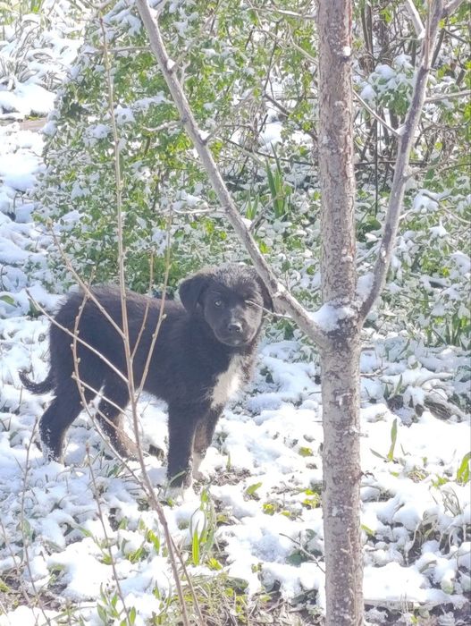 Щенята , 2 месяца