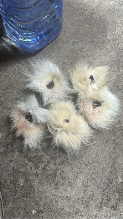 Питля волчицы оригинал