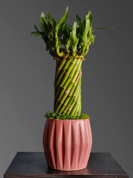 Бамбук для вашего дома и офиса орхидея орхидеи цветы гуллар