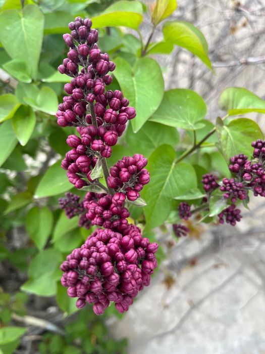 Продам сирень по 500 тнг