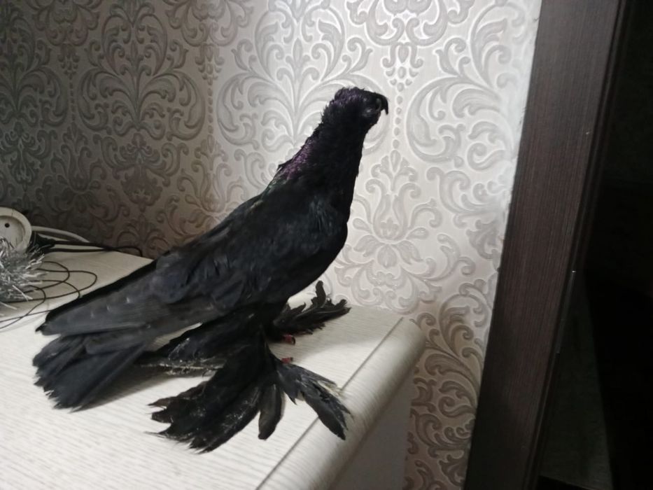 Продам   голубя