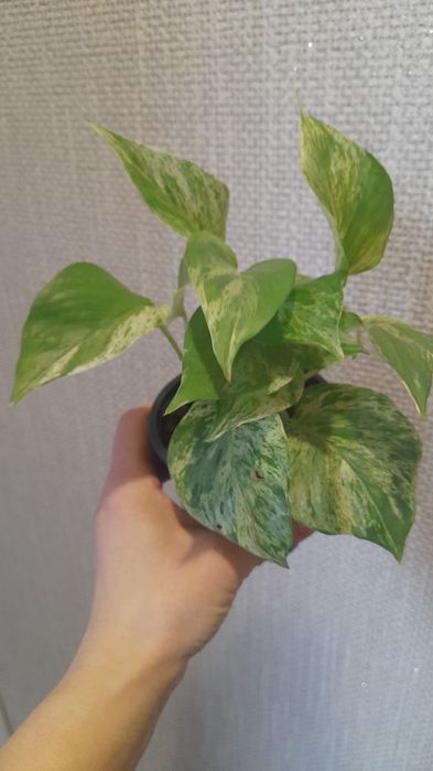 Продам Эпипремнум Марбл квин