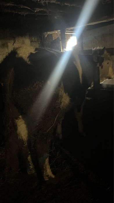 Продам бычка стоит на откорме