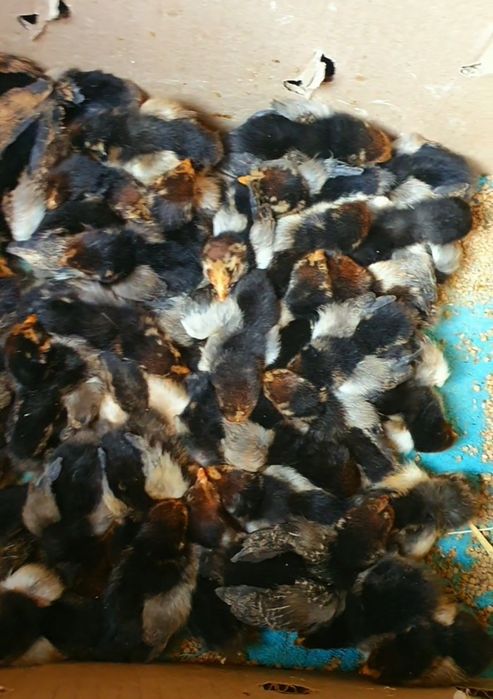 Кучин сицевый балапандары