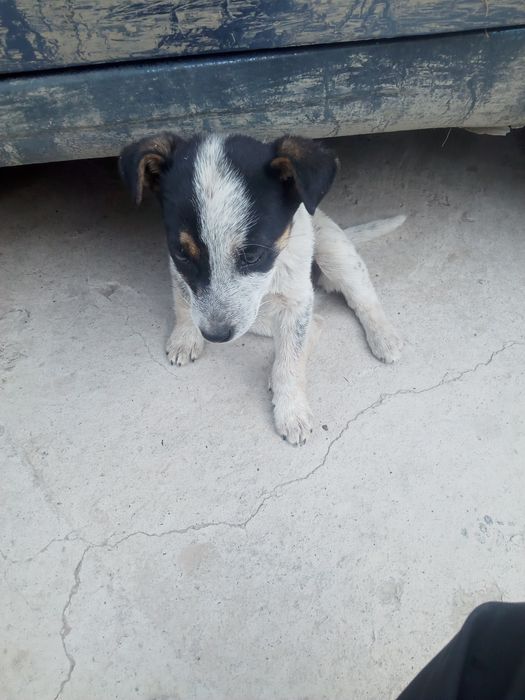 Щенок добрый, красивый белочерная