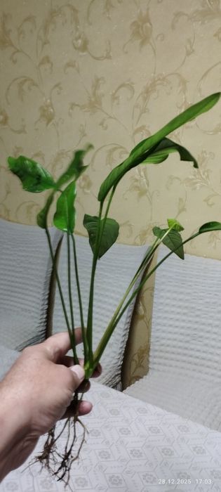 Анубиас крупнолистный