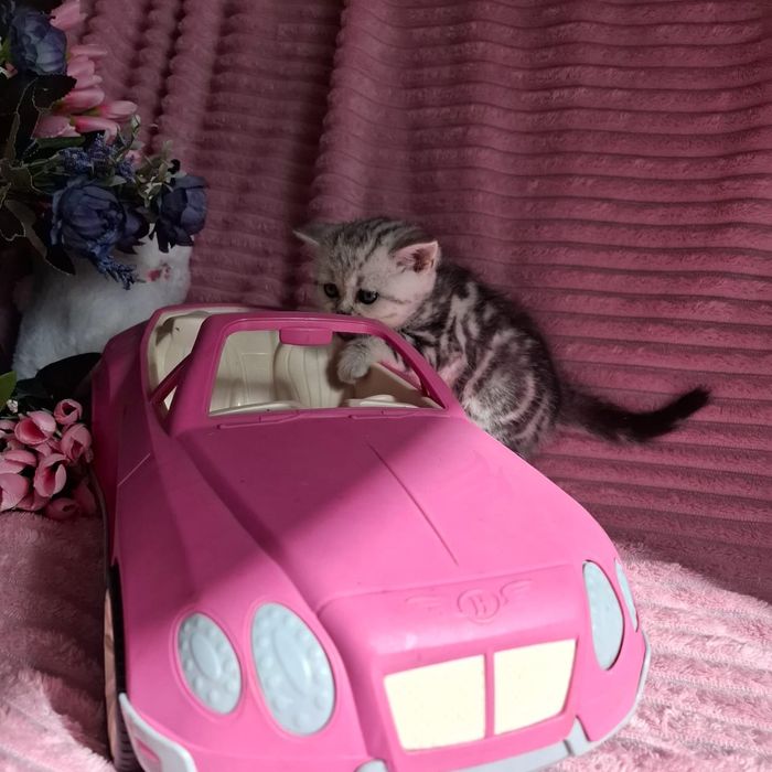 Британские котята