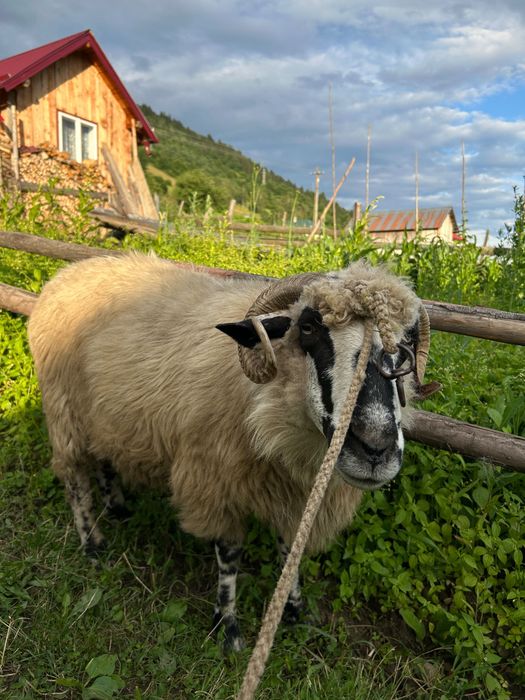Vând oaie de tăiat