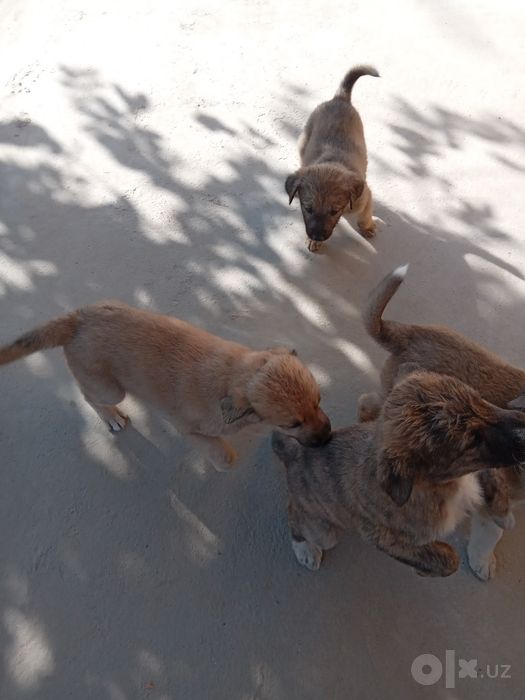 kuchik bolalari 3 oylik