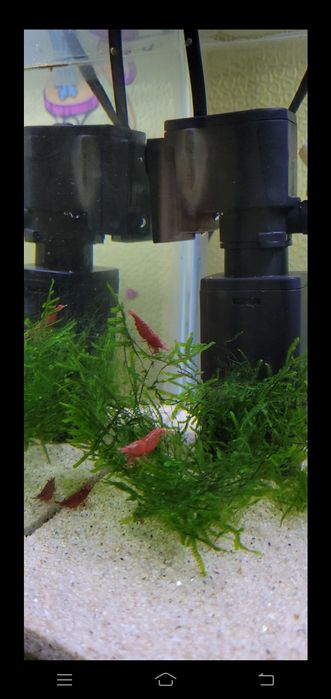 Krivetka Vishnya! rangi qizil