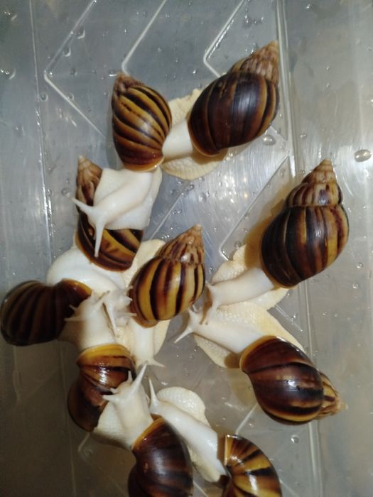 Улитки и яйца улиток ахатины фулики Альбино боди 10 000 сум