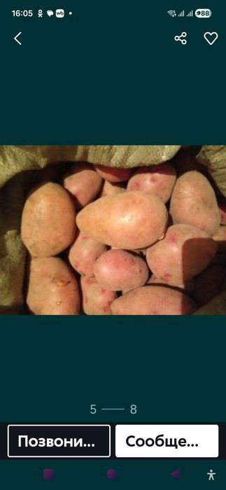 Картошка домашняя.