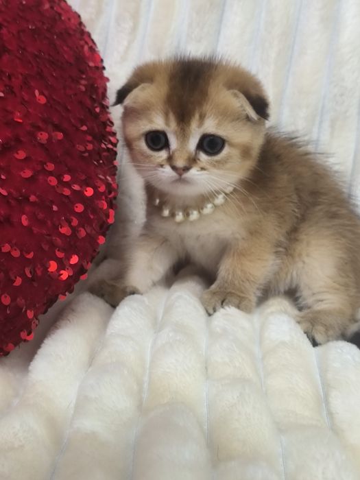 Котята от правильной вязки