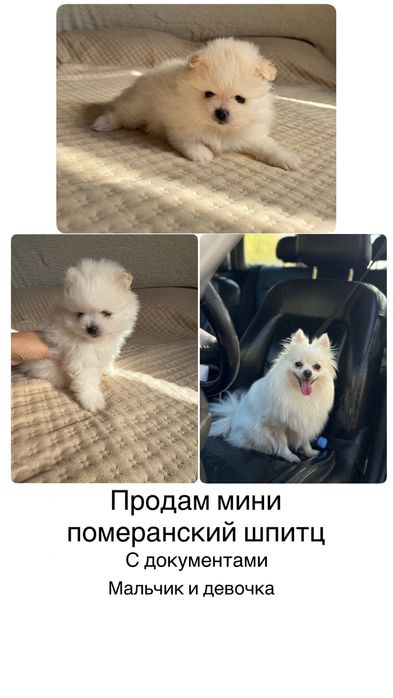 Продам мини шпитц