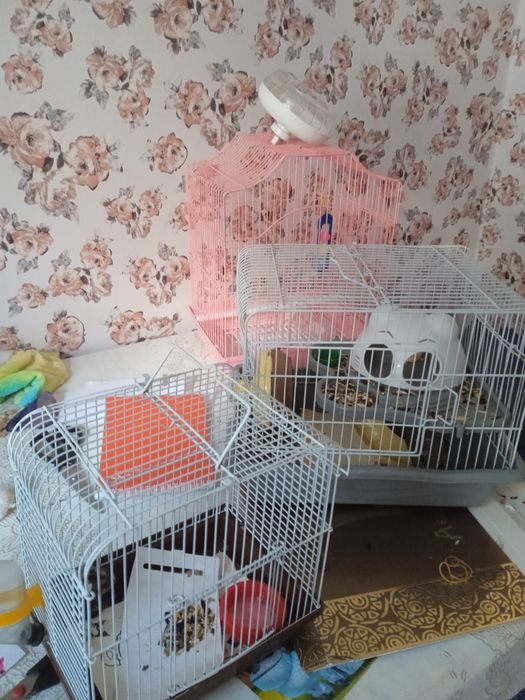 Продаю подарочный хомячек,