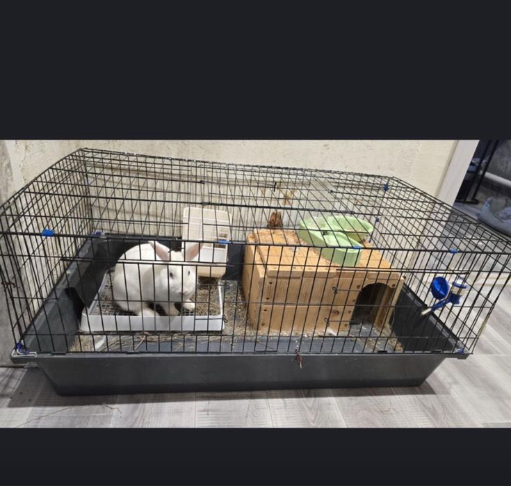 Продаю кролика с клеткой