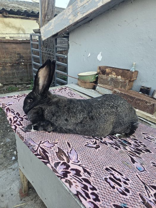 Iepurite de vânzare